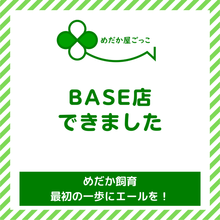 めだか屋ごっこ」BASE店できました | メダカ専門店「めだか屋ごっこ」