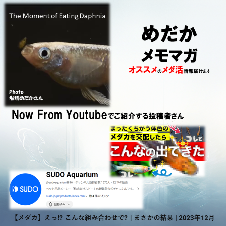 ☆極美 ネオン めだか 若魚 2ｐｒ+1 【めだか屋チャティー】☆ - 魚類、水生生物